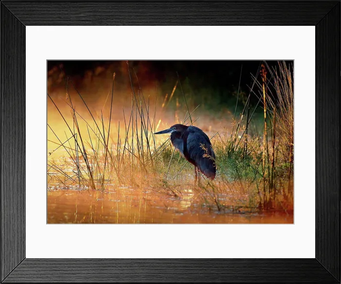 Framed Print : Goliath heron Framed Print : Goliath heron