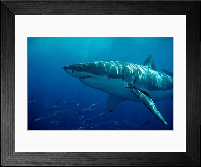 Framed Print : Great white shark, Carcharodon carcharias, Mexico, Pacific Ocean, Guadalupe, Central America Framed Print : Great white shark, Carcharodon carcharias, Mexico, Pacific Ocean, Guadalupe, Central America