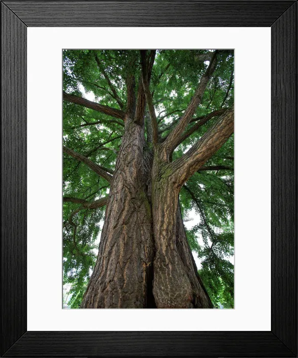 Framed Print : Trunk of a maidenhair tree in a park Strasbourg France Framed Print : Trunk of a maidenhair tree in a park Strasbourg France