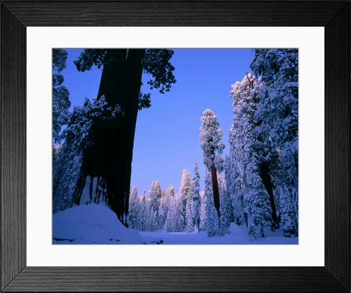 Framed Print : Snow covered Giant Sequoia trees in Round Meadow Framed Print : Snow covered Giant Sequoia trees in Round Meadow