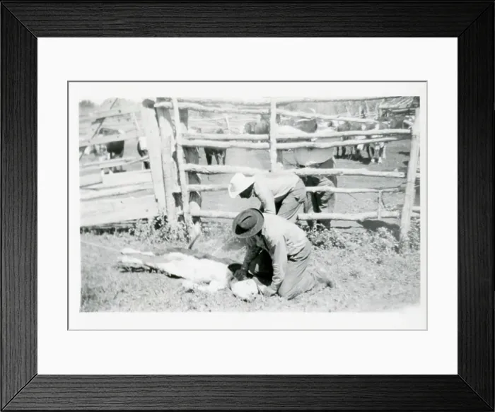Framed Print : Farming (Branding). 1930 - 1949 Framed Print : Farming (Branding). 1930 - 1949