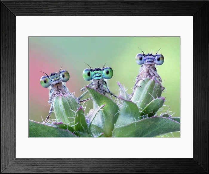 Framed Print : Three damselflies on wild plant Framed Print : Three damselflies on wild plant