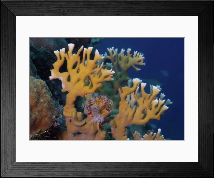 Framed Print : Branching fire coral with Christmas tree worms at the base. Millepora alcicornis. Curacao, Netherlands Antilles Framed Print : Branching fire coral with Christmas tree worms at the base. Millepora alcicornis. Curacao, Netherlands Antilles