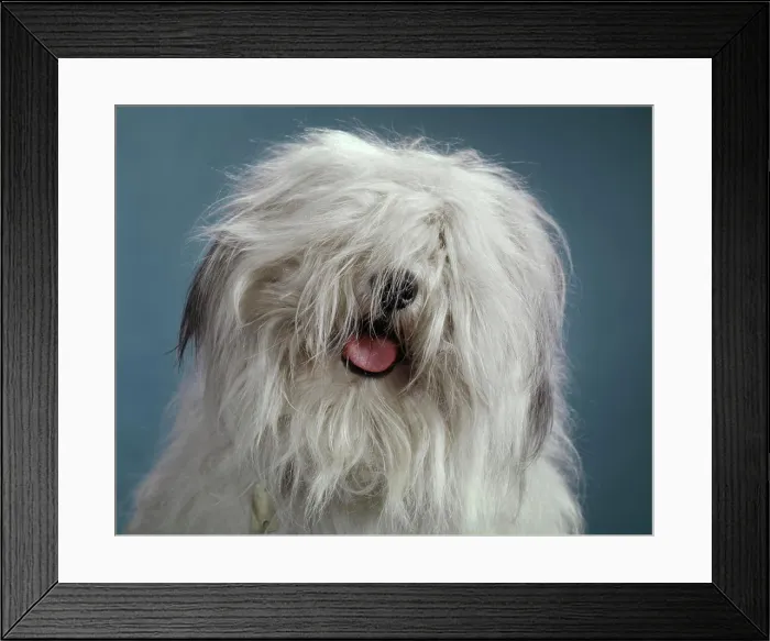 Framed Print : 1960s FUNNY HAIRY MESSY MOP HEAD OF BEARDED COLLIE SHEEPDOG PINK TONGUE AND TIP OF BLACK NOSE ARE ALL THAT IS VISIBLE