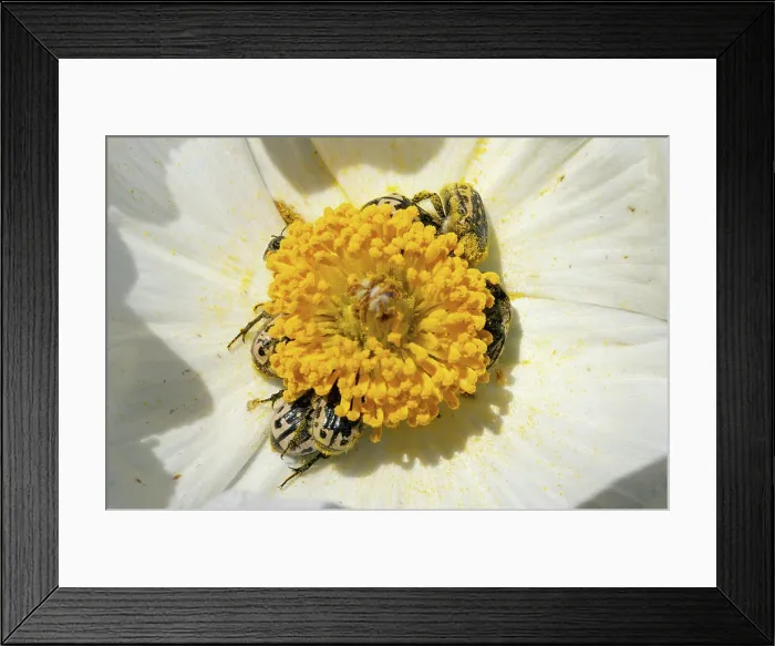 Framed Print : Kern's Flower Scarab Beetles on White Prickly Poppy Flower Framed Print : Kern's Flower Scarab Beetles on White Prickly Poppy Flower