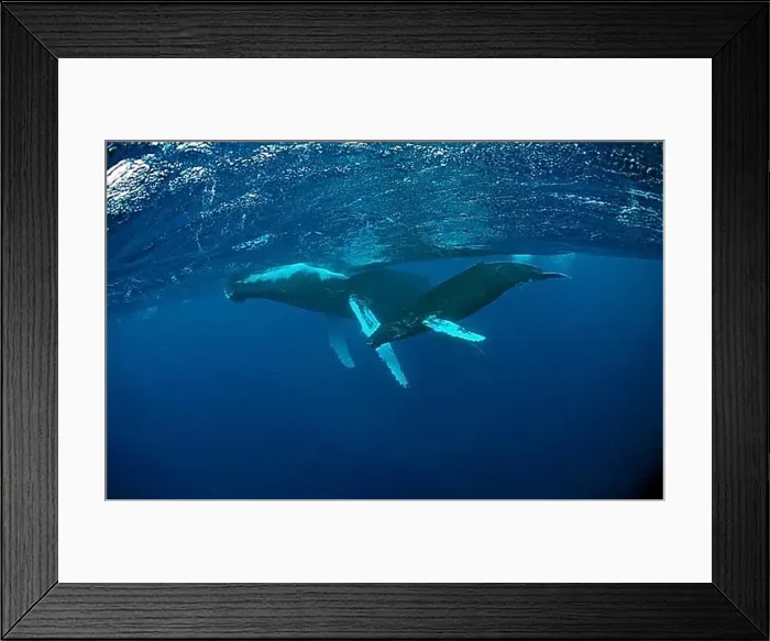Framed Print : Humpback whale, mother and calf, Megaptera novaeangliae, Rurutu, Pacific Ocean, Tahiti, French Polynesia, Oceania Framed Print : Humpback whale, mother and calf, Megaptera novaeangliae, Rurutu, Pacific Ocean, Tahiti, French Polynesia, Oceania