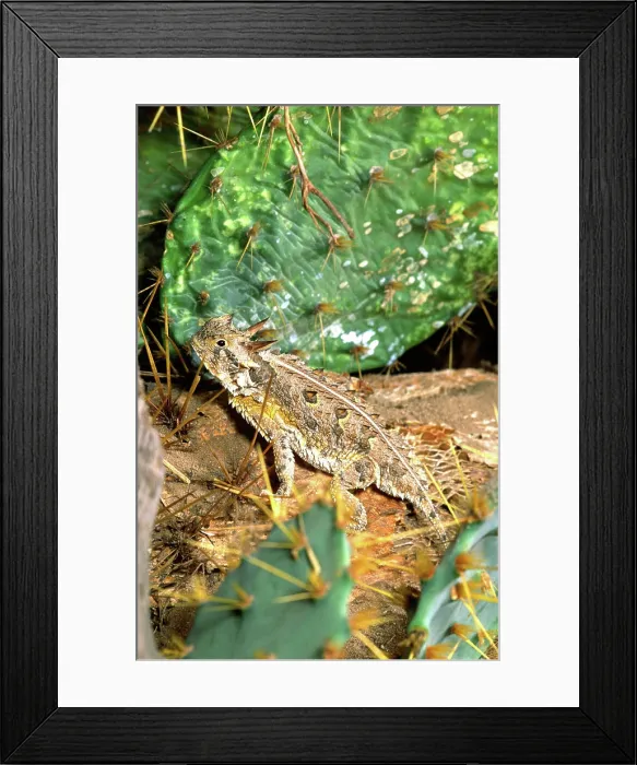 Framed Print : Texas Horned Lizard, Phrynosoma cornutum, Southern Texas