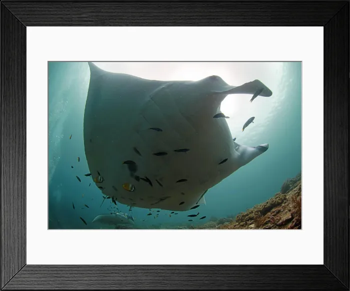 Framed Print : Giant manta (Manta birostris), Manta ray on a cleaning and deworming area, Raja-Ampat, Indonesia Framed Print : Giant manta (Manta birostris), Manta ray on a cleaning and deworming area, Raja-Ampat, Indonesia