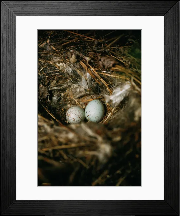 Framed Print : From above nest with small bird eggs placed on branches of thin conifer tree in forest