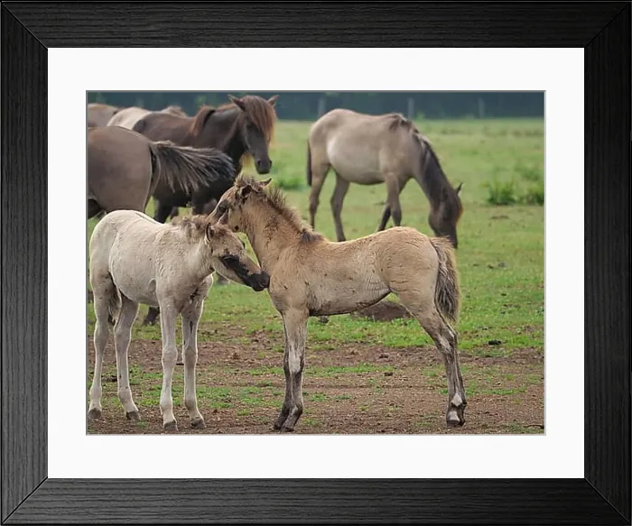 Framed Print : Two foals interacting playfully in a meadow Framed Print : Two foals interacting playfully in a meadow