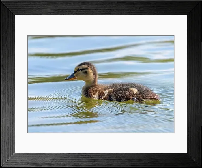 Framed Print : Mallard Duck Baby on water surface, Ducklings Swimming Framed Print : Mallard Duck Baby on water surface, Ducklings Swimming
