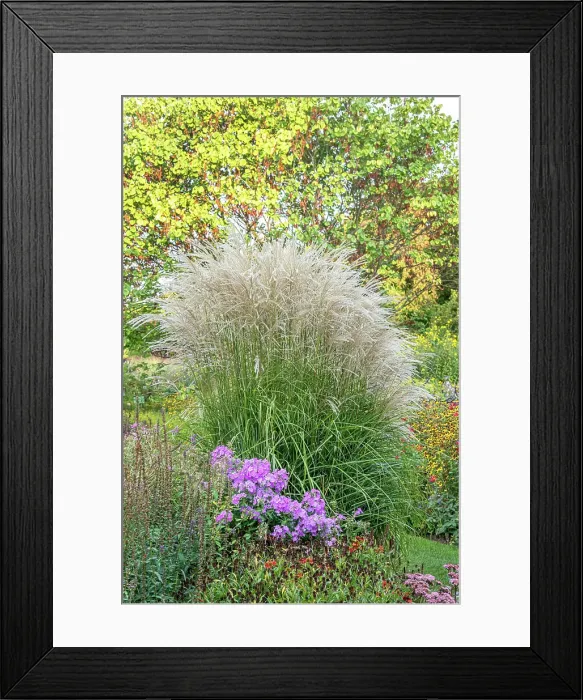 Framed Print : China-Schilf, Chinaschilf, Undine Miscanthus sinensis Undine Framed Print : China-Schilf, Chinaschilf, Undine Miscanthus sinensis Undine