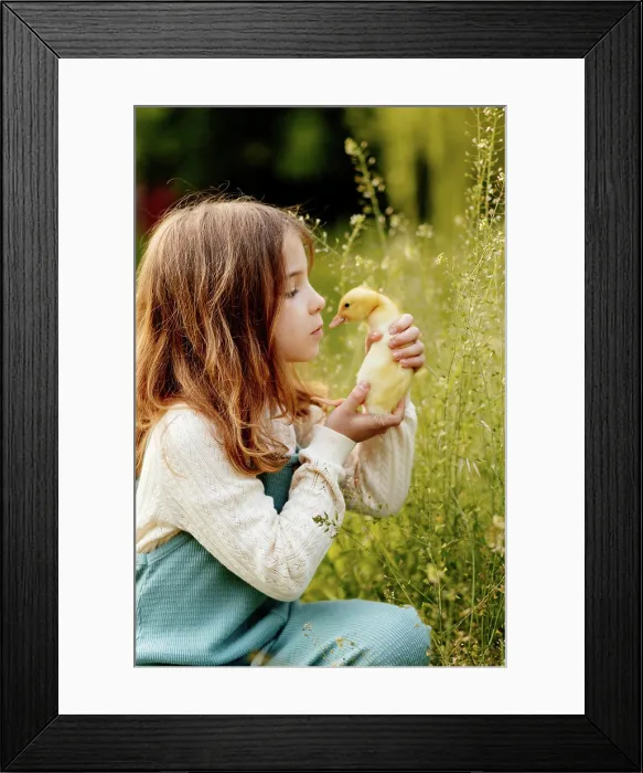 Framed Print : Girl holding duckling in palms. Girl holding small yellow duckling in palms. model released Framed Print : Girl holding duckling in palms. Girl holding small yellow duckling in palms. model released