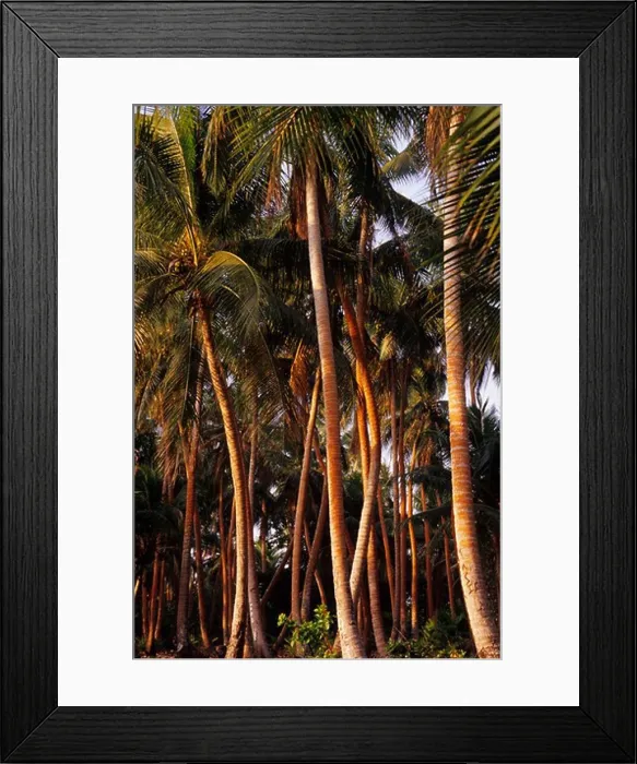 Framed Print : VANUATU, MALEKULA ISLANDS, ULIVEO ISLAND, COCONUT PALM TREE PLANTATION Framed Print : VANUATU, MALEKULA ISLANDS, ULIVEO ISLAND, COCONUT PALM TREE PLANTATION