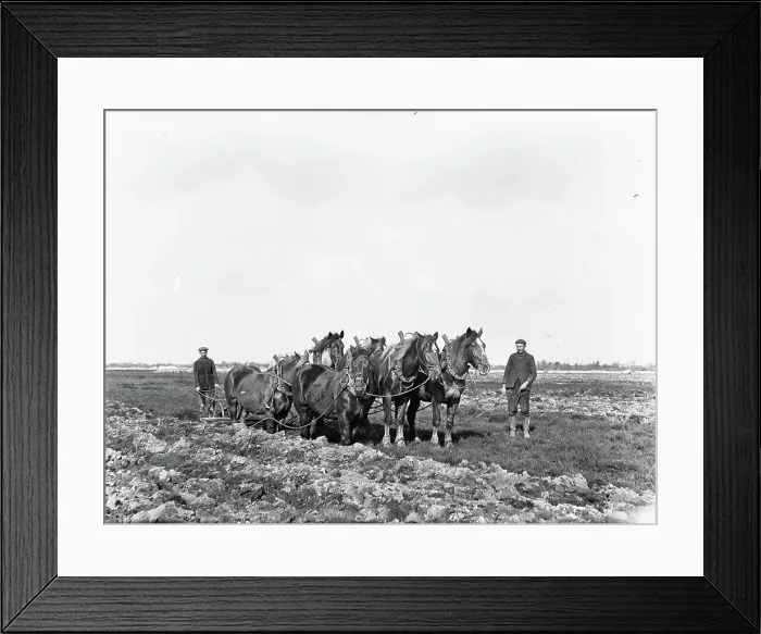 Framed Print : Collection Dutch Heidematschappij. extraction, tillage, leveling, farming, plowing, horses. 1925 Framed Print : Collection Dutch Heidematschappij. extraction, tillage, leveling, farming, plowing, horses. 1925