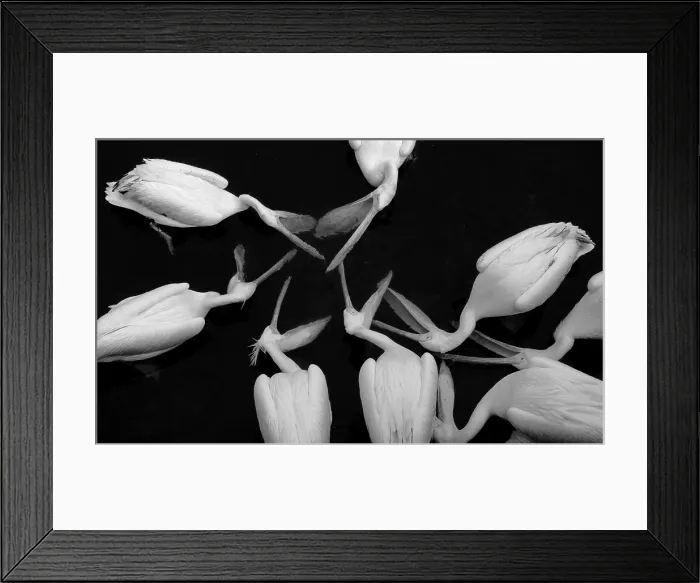 Framed Print : The great white pelican Pelecanus Onocrotalus also known as the eastern white pelican Framed Print : The great white pelican Pelecanus Onocrotalus also known as the eastern white pelican