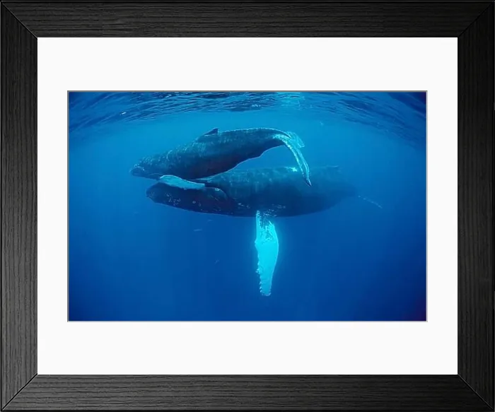 Framed Print : Humpback whale, mother and calf, Megaptera novaeangliae, Rurutu, Pacific Ocean, Tahiti, French Polynesia, Oceania