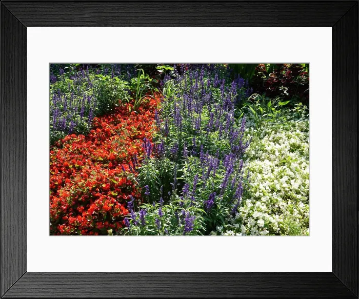 Framed Print : Salvia farinacea, Mehliger Salbei Framed Print : Salvia farinacea, Mehliger Salbei