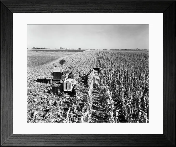 Framed Print : High angle view of a farmer harvesting corn with a combine in a field, Davenport, Iowa, USA Framed Print : High angle view of a farmer harvesting corn with a combine in a field, Davenport, Iowa, USA