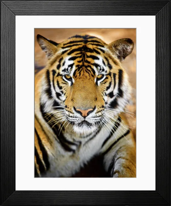 Framed Print : Close up view of a grumpy looking tiger Framed Print : Close up view of a grumpy looking tiger
