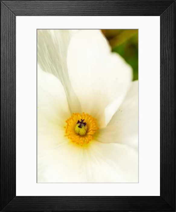 Framed Print : The Inside of a white and yellow wild flower