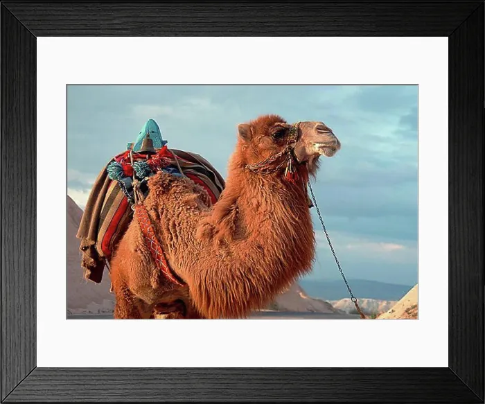 Framed Print : Two-humped Camel, Turkey, Bactrian (Camelus bactrianus) Camel, Asia Framed Print : Two-humped Camel, Turkey, Bactrian (Camelus bactrianus) Camel, Asia