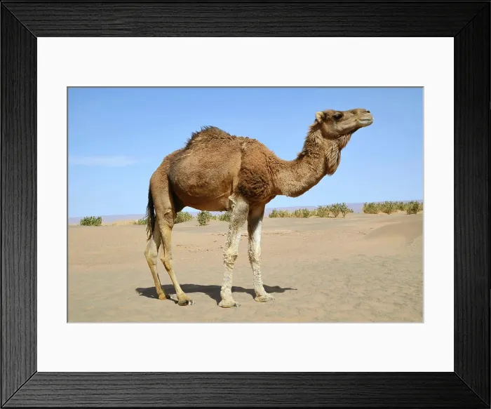 Framed Print : Brown dromedary Dromedary camel in the sahara Desert in Morocco Copyright: xZoonar.com / NatalliaxYaumenenkax 6082681