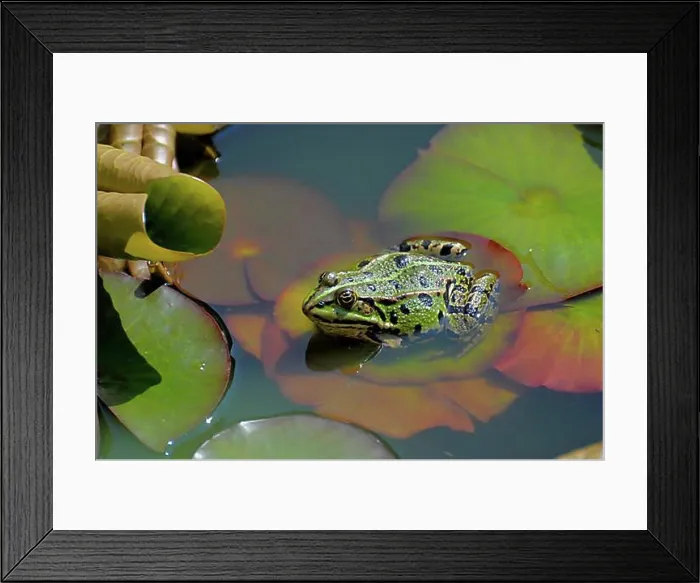 Framed Print : Water frog in the garden pond, pond frog (Rana kl. esculenta), water frog