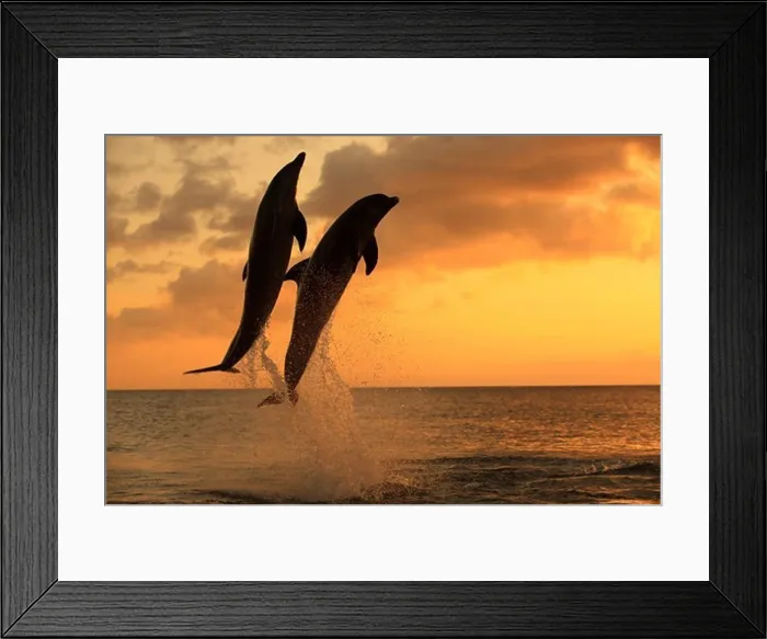 Framed Print : Common Bottlenose Dolphin (Tursiops truncatus) two adults, leaping, silhouetted at sunset, Roatan, Honduras