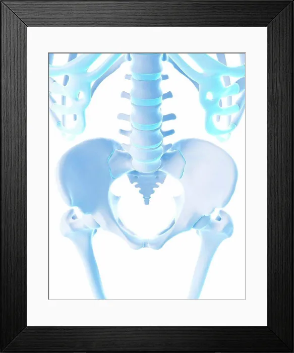 Framed Print : Human pelvis, illustration Framed Print : Human pelvis, illustration