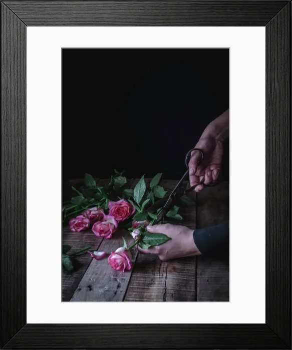 Framed Print : Hands of unrecognizable person cutting leaves from pink roses