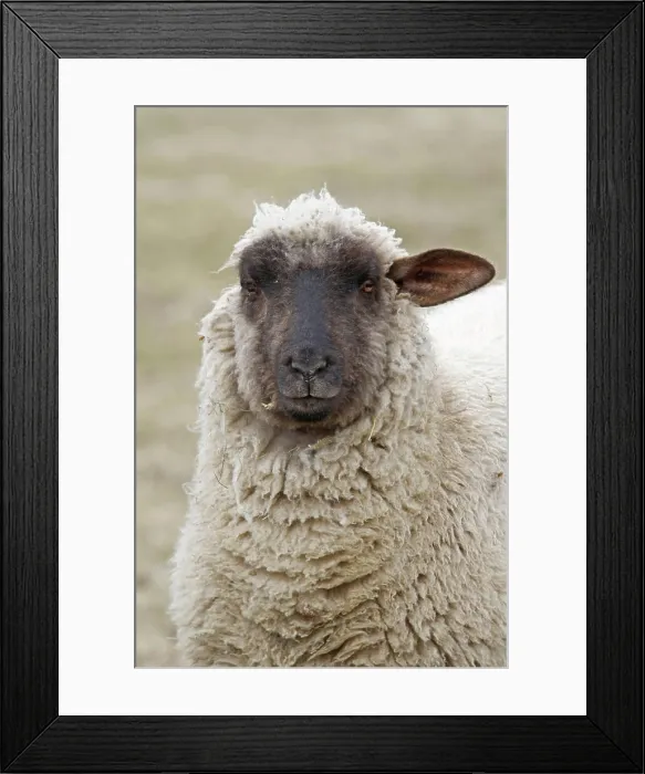 Framed Print : One-ears black-headed meat sheep a black-headed meat sheep copyright: xzoonar.com / antjexlinder- rottkex 4639859 Framed Print : One-ears black-headed meat sheep a black-headed meat sheep copyright: xzoonar.com / antjexlinder- rottkex 4639859