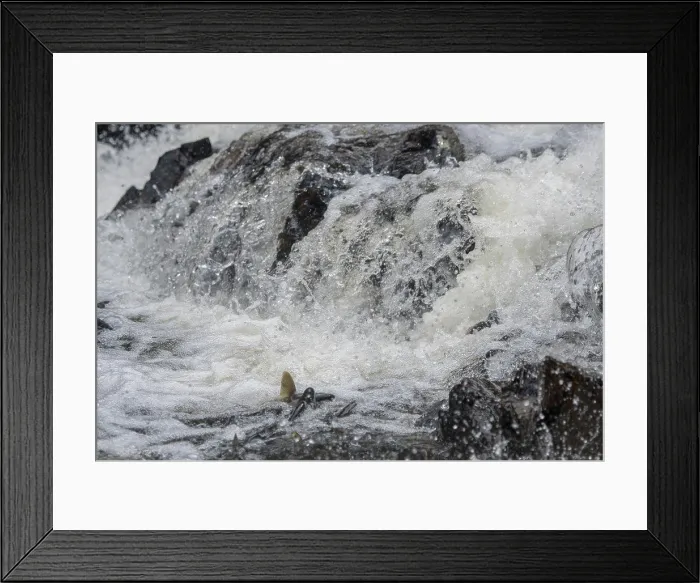 Framed Print : Salmon is trying to get up the little waterfall at Pavlof Harbor State Marine Park on Chicagof Island, Alaska, USA Framed Print : Salmon is trying to get up the little waterfall at Pavlof Harbor State Marine Park on Chicagof Island, Alaska, USA