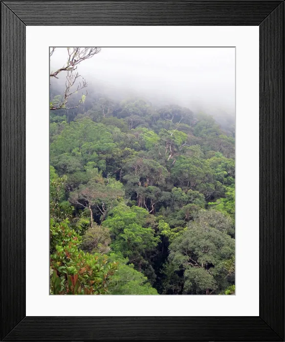 Framed Print : Foggy rain forest, borneo, malaysia Beautiful Framed Print : Foggy rain forest, borneo, malaysia Beautiful