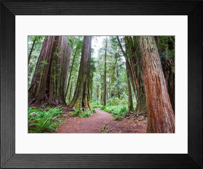Framed Print : Redwoods Redwood trees in Northern California forest, USA Copyright: xZoonar.com / GalynaxAndrushkox 14888189