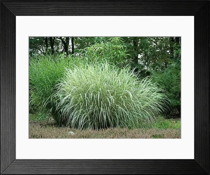 Framed Print : Chinese reed (Miscanthus sinensis Variegatus'), Garden of the Seasons, Westerstede, 81 Framed Print : Chinese reed (Miscanthus sinensis Variegatus'), Garden of the Seasons, Westerstede, 81