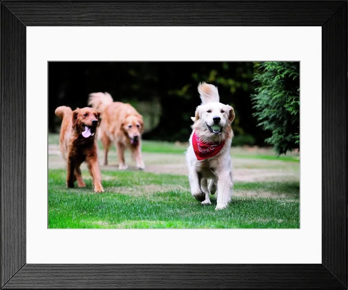 Framed Print : Two Golden Retrievers chase after a third Golden Retriever that has a ball