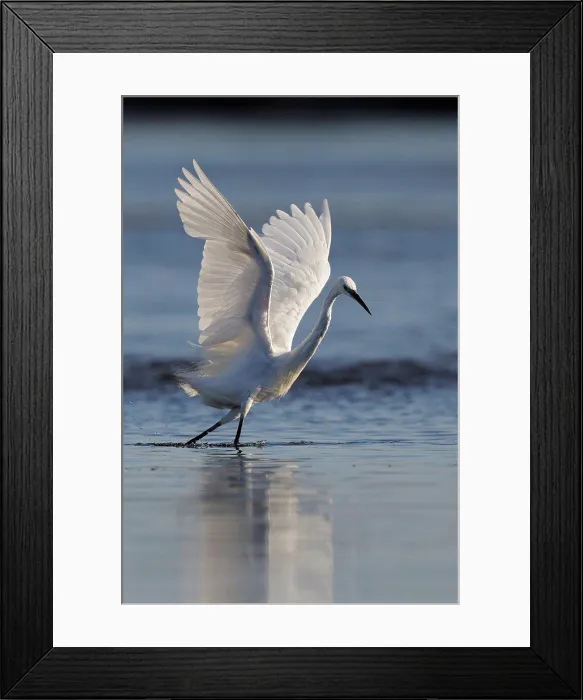 Framed Print : Little Egret flying away Allier France