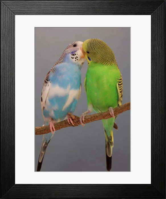 Framed Print : Budgerigars kissing on a branch Framed Print : Budgerigars kissing on a branch