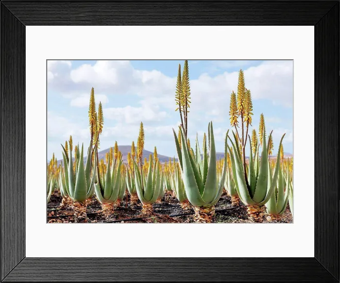 Framed Print : Medicinal aloe vera plants, Fuerteventura, Canary Islands Framed Print : Medicinal aloe vera plants, Fuerteventura, Canary Islands