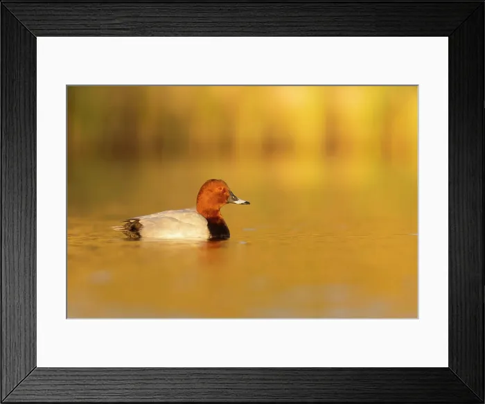 Framed Print : Common Pochard (Ayhtya ferina), side view of an adult male swimming in the water, Campania, Italy Framed Print : Common Pochard (Ayhtya ferina), side view of an adult male swimming in the water, Campania, Italy