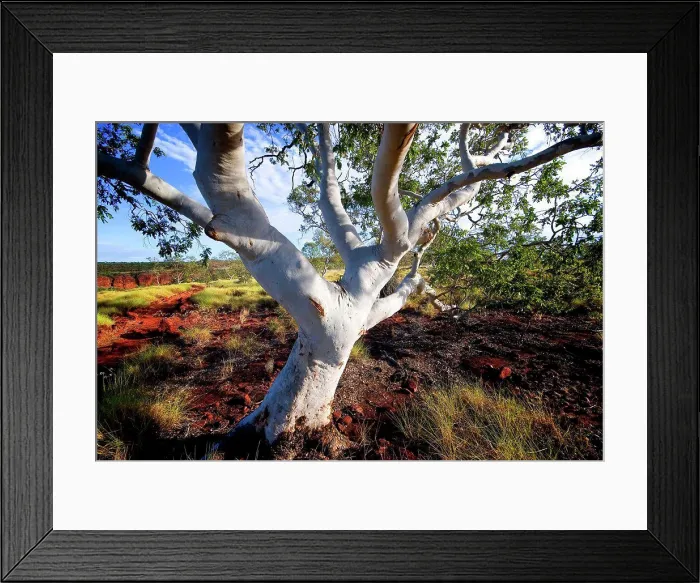 Framed Print : A gum tree (Eucalyptus sp.), on Constance Range