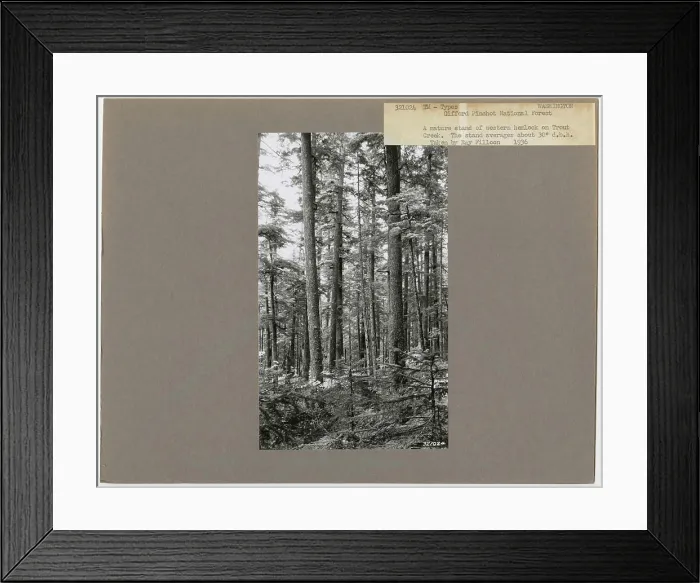 Framed Print : Timber Management: Types - Washington Framed Print : Timber Management: Types - Washington