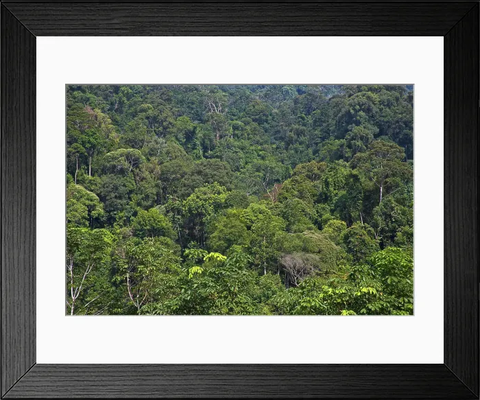 Framed Print : Indonesia, Sumatra, Gunung Leuser National Park, UNESCO World Heritage site, and Biosphere Reserve Framed Print : Indonesia, Sumatra, Gunung Leuser National Park, UNESCO World Heritage site, and Biosphere Reserve