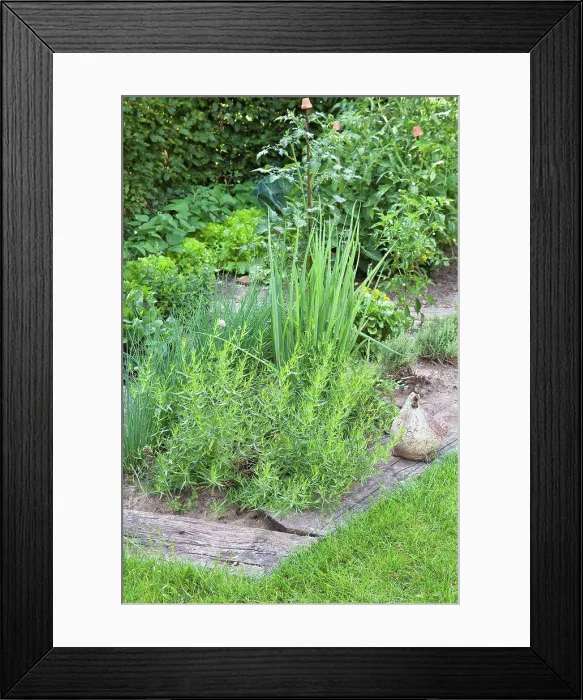 Framed Print : Little aromatic plants garden Framed Print : Little aromatic plants garden