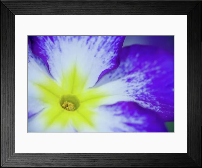 Framed Print : Close-up of Primrose in yellows, whites and blue, Sammamish Washington