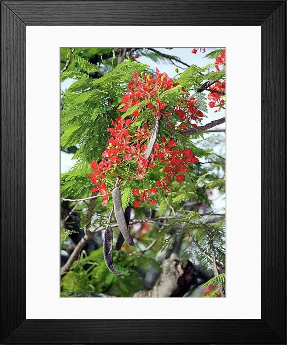 Framed Print : Flamboyant with fruits and blossoms (Poinciana regia), Royal Poinciana (Delonix regia), Caesalpiniaceae Framed Print : Flamboyant with fruits and blossoms (Poinciana regia), Royal Poinciana (Delonix regia), Caesalpiniaceae