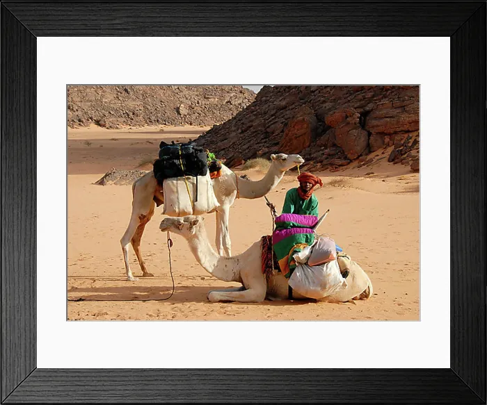 Framed Print : Tuareg loads camels in the desert Acacus Libya Framed Print : Tuareg loads camels in the desert Acacus Libya