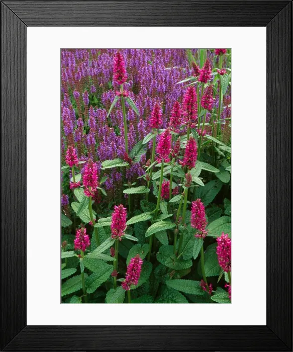 Framed Print : Mimgled magenta and blue salvias Framed Print : Mimgled magenta and blue salvias