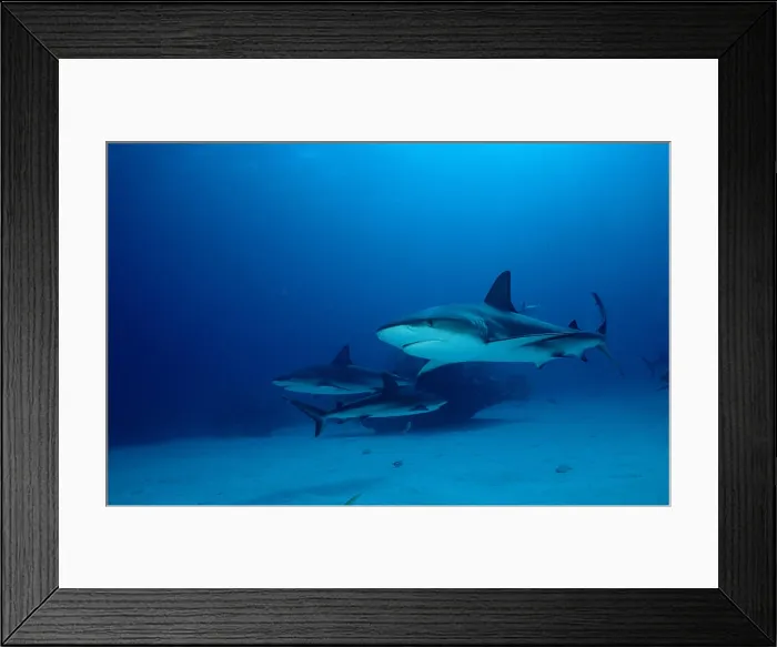 Framed Print : Carribbean reef shark Carcharhinus perezi Framed Print : Carribbean reef shark Carcharhinus perezi